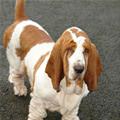 funny dog 4
