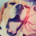 funny dog 1