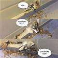 funny dog 4