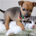 funny dog 3