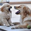 funny dog 3