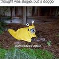 funny dog 2