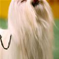 funny dog 3