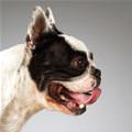 funny dog 4