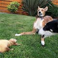 funny dog 1
