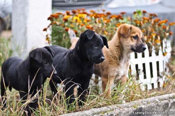 3 Cute Puppies