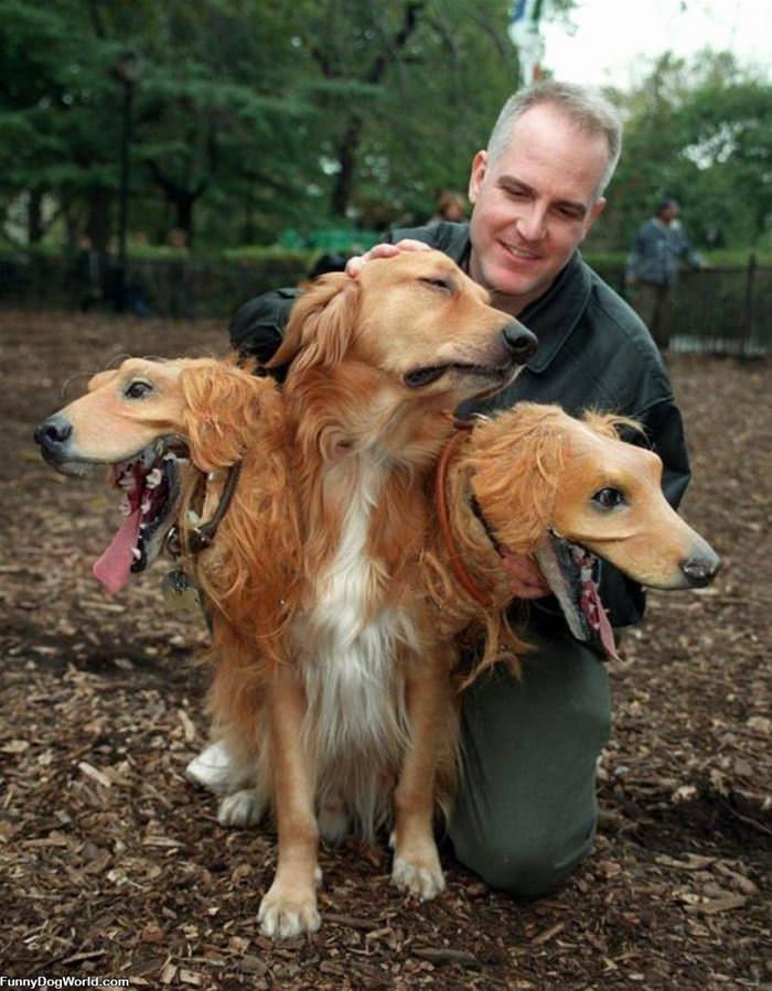 3 Headed Dog