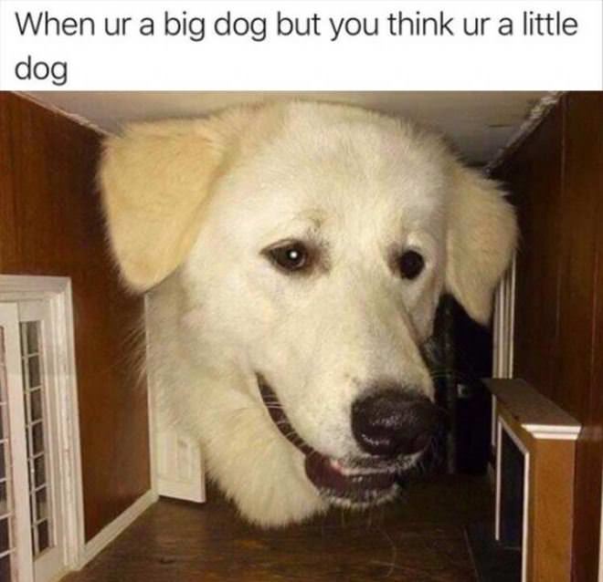 A Big Dog