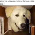 A Big Dog