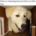 funny dog 5