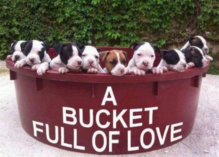 A Bucket Full Of Love