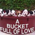 A Bucket Full Of Love