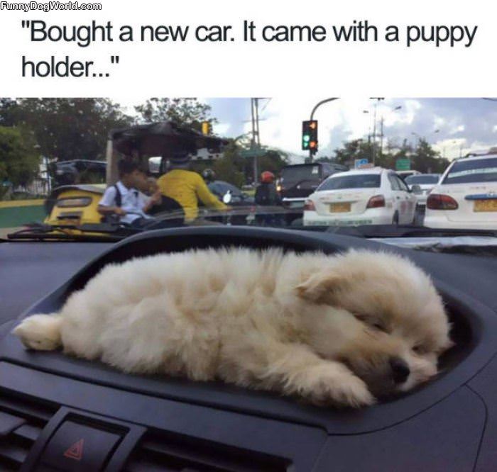 A Car With A Puppy Holder