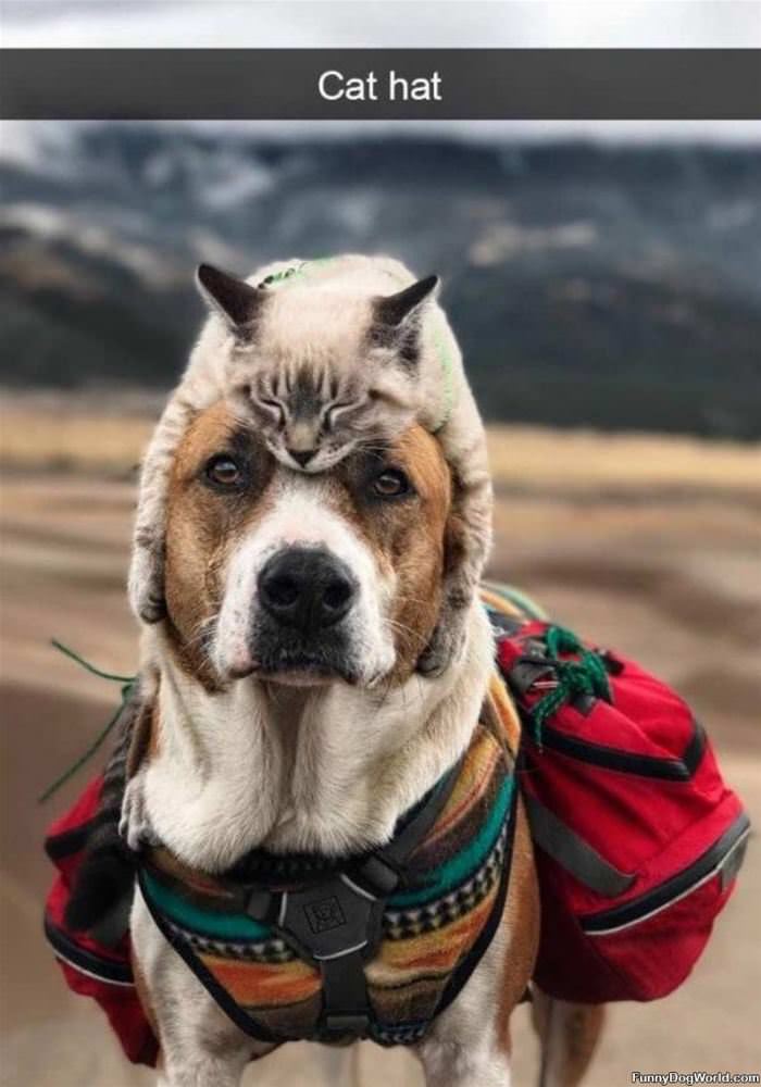 A Cat Hat