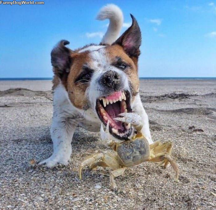 A Crab Fight