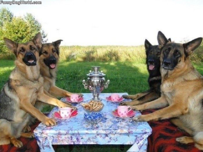 A Dog Tea Party