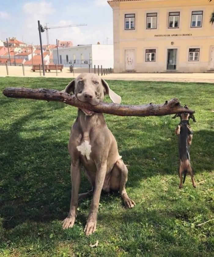 A Double Fetch Team