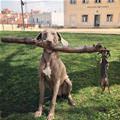 A Double Fetch Team
