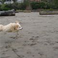 A Flying Dog