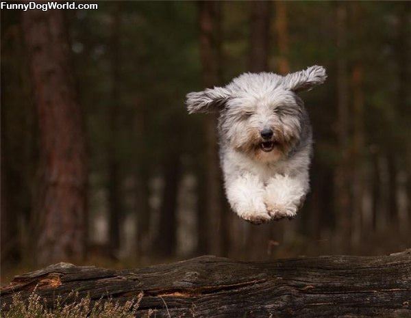 A Flying Fast Dog