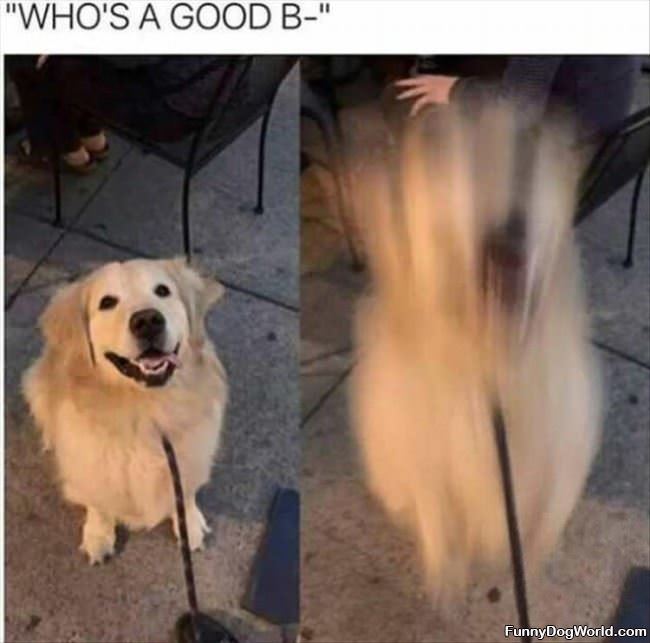 A Good Boy