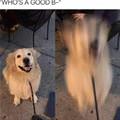 funny dog 4