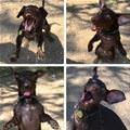 A Happy Happy Dog