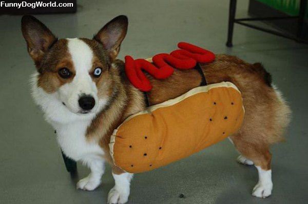 A Hot Dog