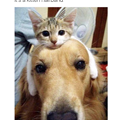A Kitten Hairband