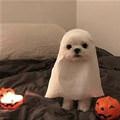 A Little Ghost