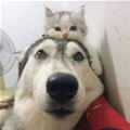 A Little Hat Cat