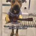 funny dog 4