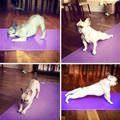 funny dog 5