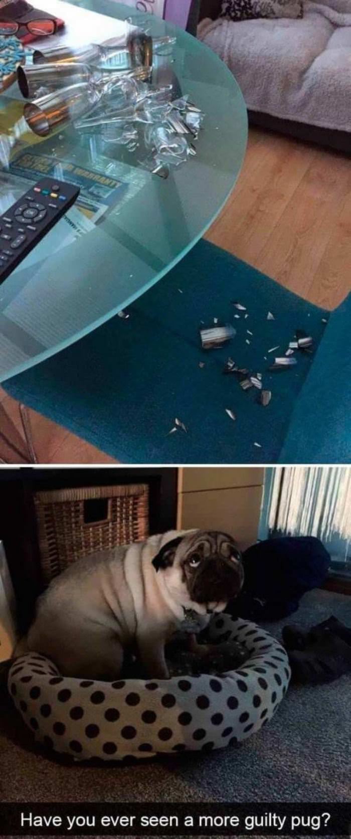 A More Guilty Pug