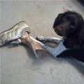 A Nice Bone