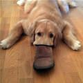 A Platypus Dog