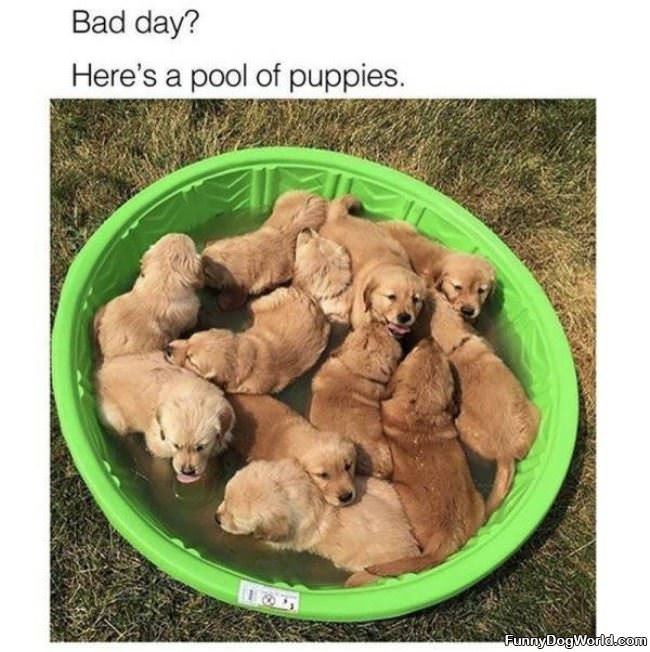 A Pool Of Puppies