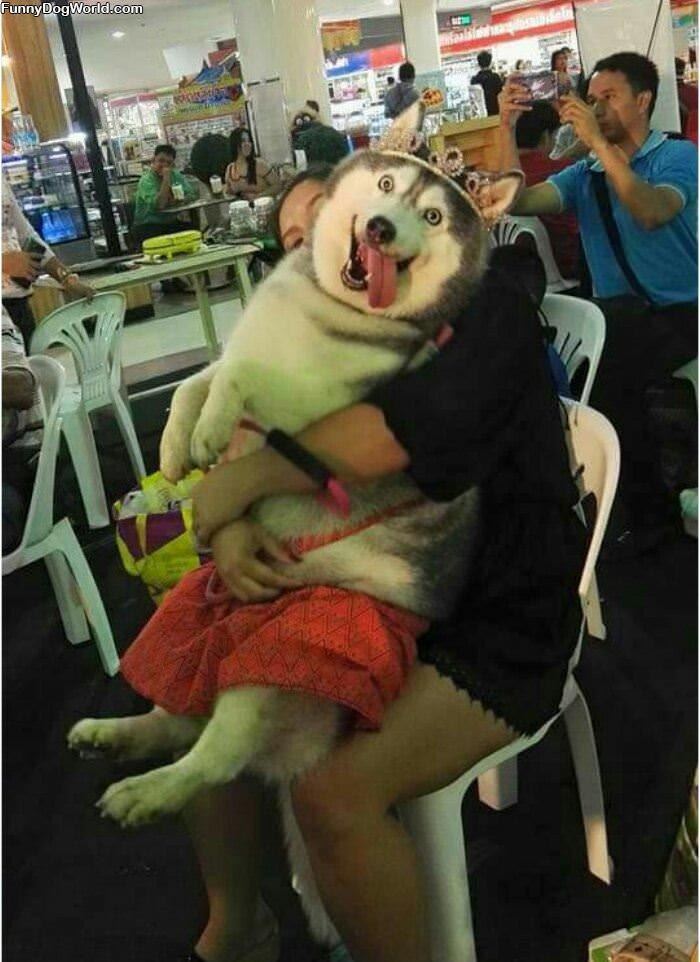 A_Princess_Lap_Dog A Princess Lap Dog