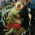 A Princess Lap Dog