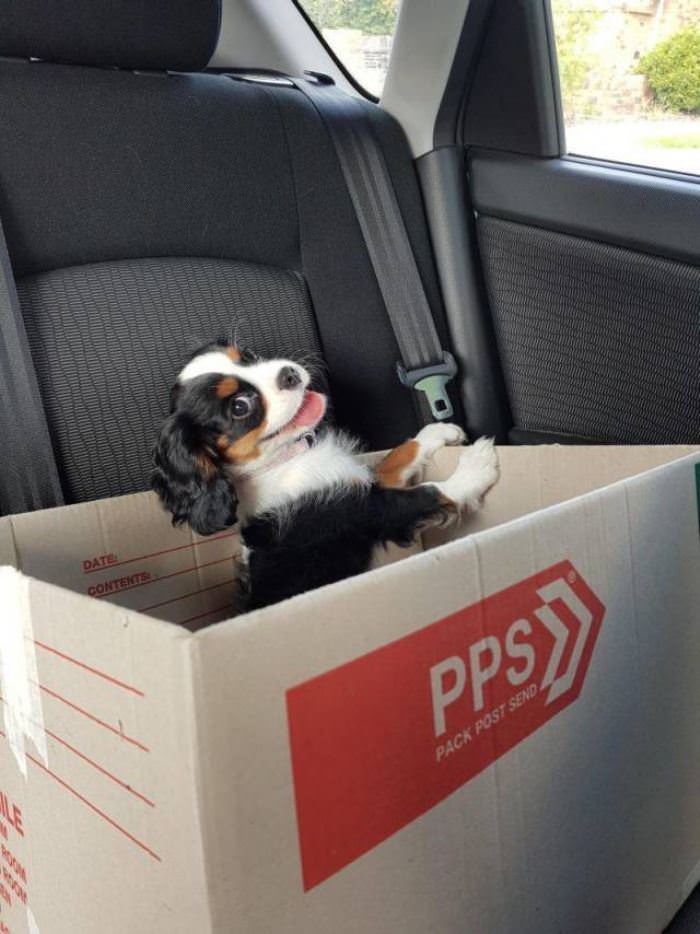 A Puppy In A Box