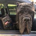 funny dog 4