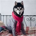 funny dog 4