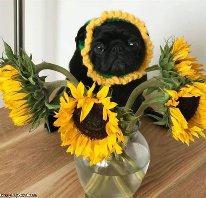 A Sunflower