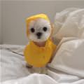 A Tiny Pupper