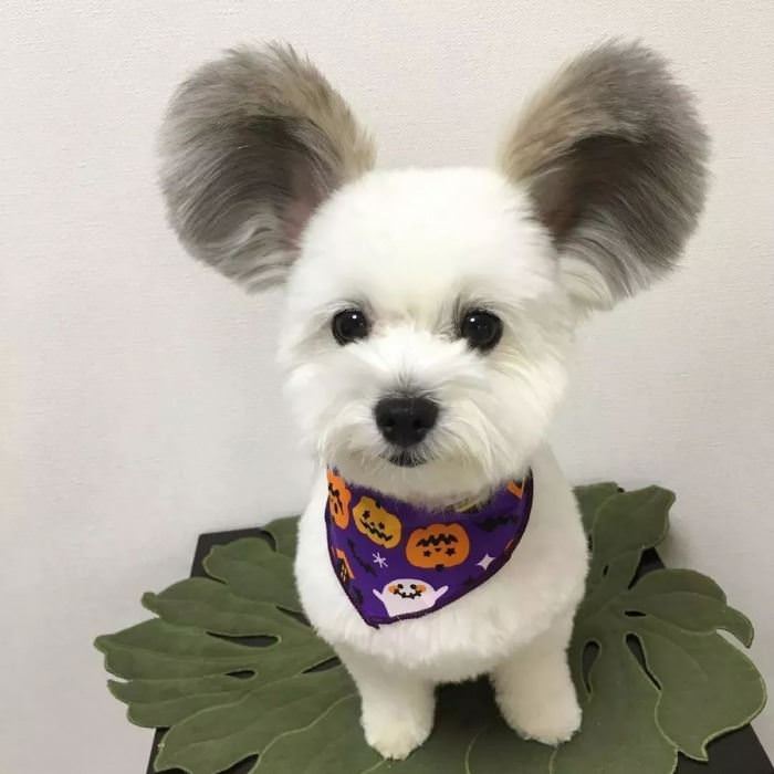 A Very Fluffy Set Of Ears