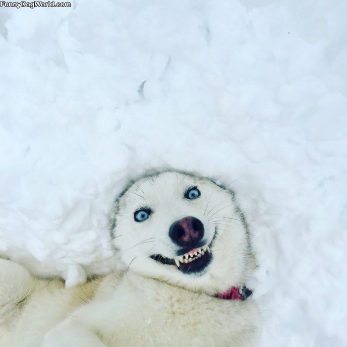 A Very Happy Dog