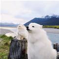 funny dog 5