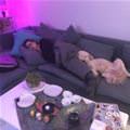 funny dog 2