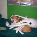 funny dog 2