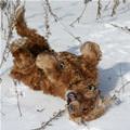 funny dog 2